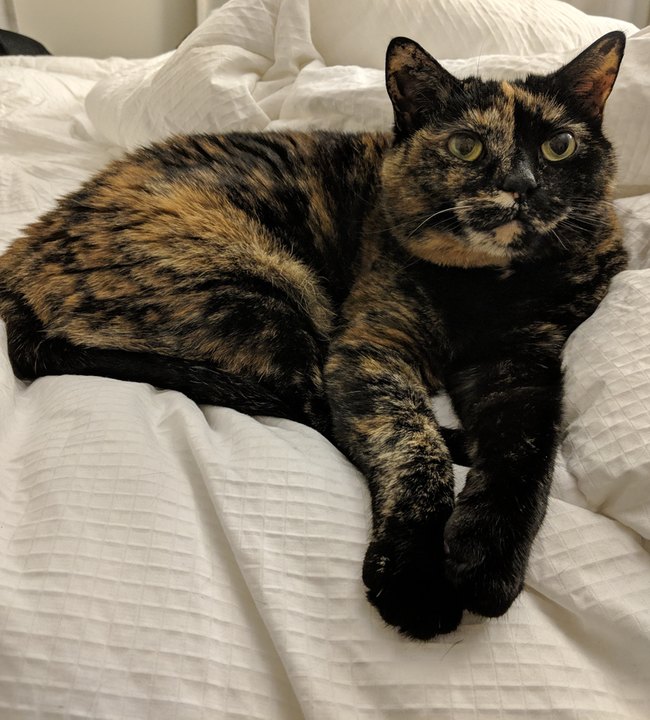 A phone photograph of a tortoiseshell cat lying on white bedding, looking at the camera